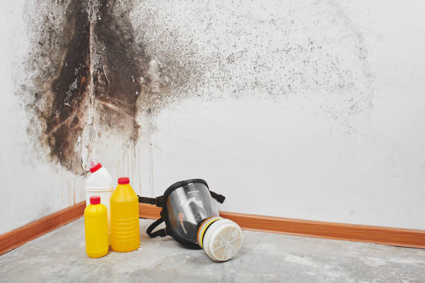 Best Commercial Mold Remediation in Shell Valley, ND
