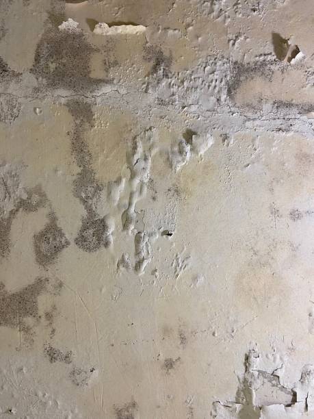 Best Attic Mold Remediation in Shell Valley, ND