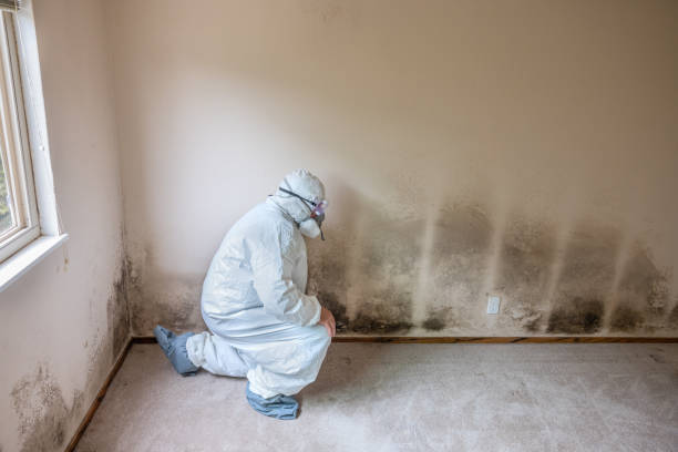 Best Mold Remediation for Schools in Shell Valley, ND