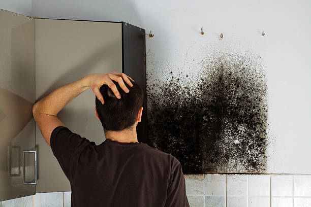 Professional Mold Remediation in Shell Valley, ND