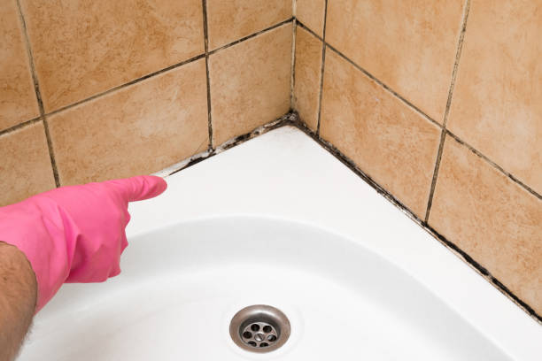Best Residential Mold Remediation in Shell Valley, ND